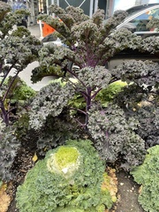 Brevicoryne brassicae