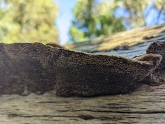 Trametes villosa