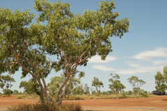 Corymbia