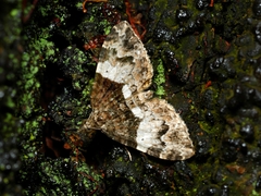 Chrysolarentia phaedra