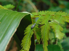 Naupactus