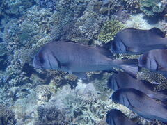 Plectorhinchus gibbosus