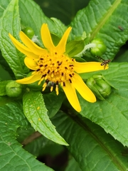 Tilesia baccata