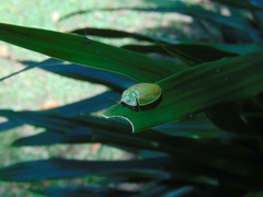 Aspisoma physonotum