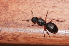Camponotus rufipes