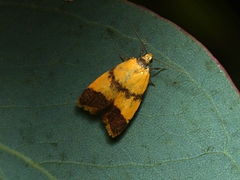 Heteroteucha translatella