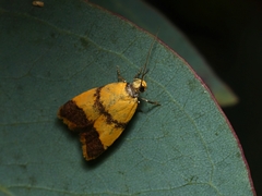 Heteroteucha translatella