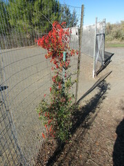 Pyracantha