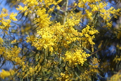 Acacia neriifolia