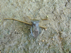 Pachylis bipunctatus