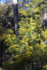 Acacia neriifolia