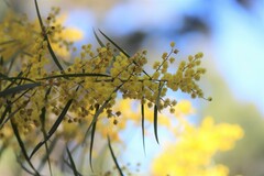Acacia neriifolia