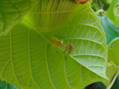 Ploeogaster