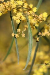 Acacia neriifolia