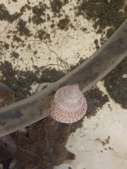 Calliostoma annulatum