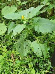Tilesia baccata