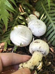 Agaricus arvensis