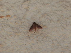 Xylophanes porcus