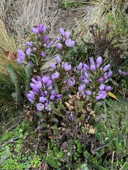Gentianella foliosa