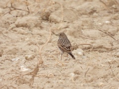 Alaudala rufescens