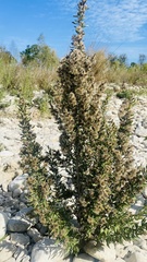 Brickellia dentata
