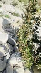 Brickellia dentata