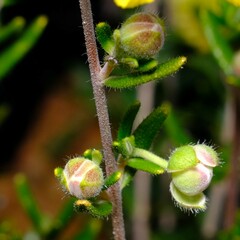 Hibbertia hypericoides