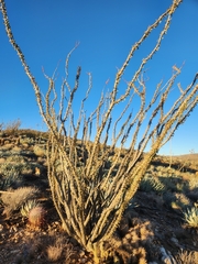 Fouquieria splendens splendens