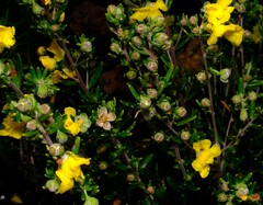Hibbertia hypericoides