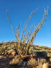 Fouquieria splendens splendens