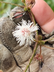 Mimosa sensitiva