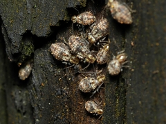 Nimbopsocus australis