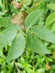 Jo Roberts, CC BY, iNaturalist via GBIF Mimosa sensitiva, photograph Jo Roberts, CC BY, iNaturalist via GBIF