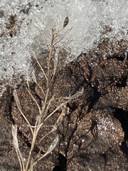 Entomobrya unostrigata