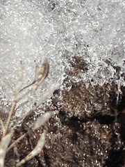 Entomobrya unostrigata