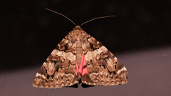 Catocala coniuncta