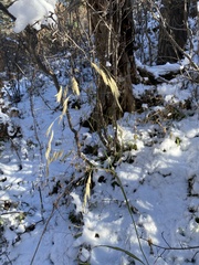 Bromus ciliatus