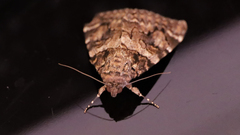 Catocala coniuncta