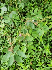 Jo Roberts, CC BY, iNaturalist via GBIF Mimosa sensitiva, photograph Jo Roberts, CC BY, iNaturalist via GBIF
