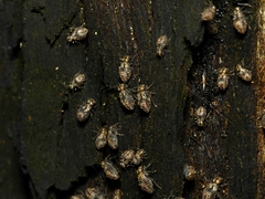 Nimbopsocus australis