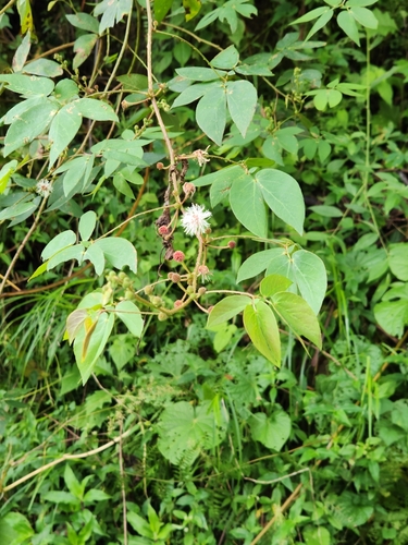 Mimosa sensitiva, photograph 3