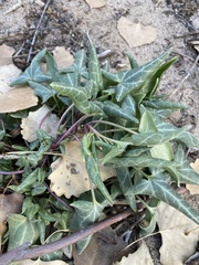 Piperales