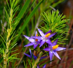 Calectasia