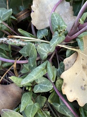 Piperales