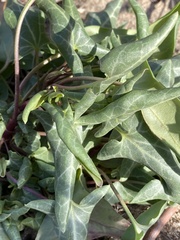 Piperales