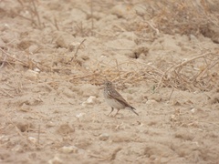 Alaudala rufescens
