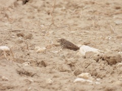 Alaudala rufescens