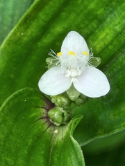 Tripogandra serrulata