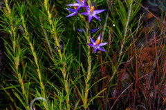 Calectasia