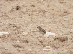 Alaudala rufescens